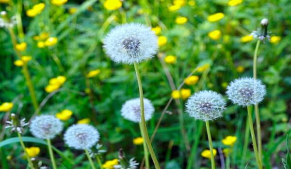 Diente de León: Beneficios, Contraindicaciones y un Remedio Natural que Debes Conocer