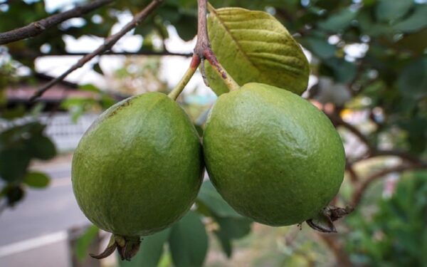 Infusión de Hoja de Guayaba: Propiedades, Beneficios y Preparación Paso a Paso