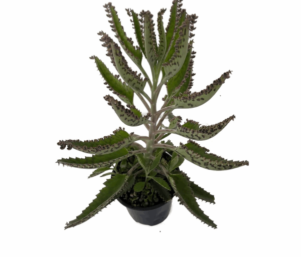 Kalanchoe: Planta Medicinal Poderosa – Propiedades, Beneficios, Precauciones y Receta de Uso