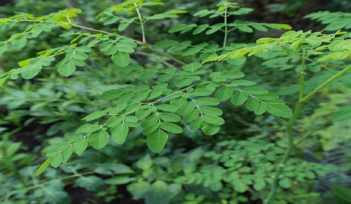 Moringa: El Árbol Milagroso que Nutre, Cura y Fortalece el Cuerpo
