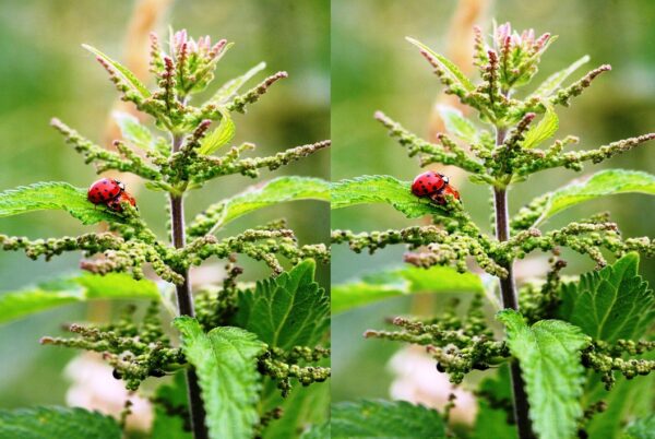 Ortiga: Propiedades, Beneficios y Receta Natural para la Salud